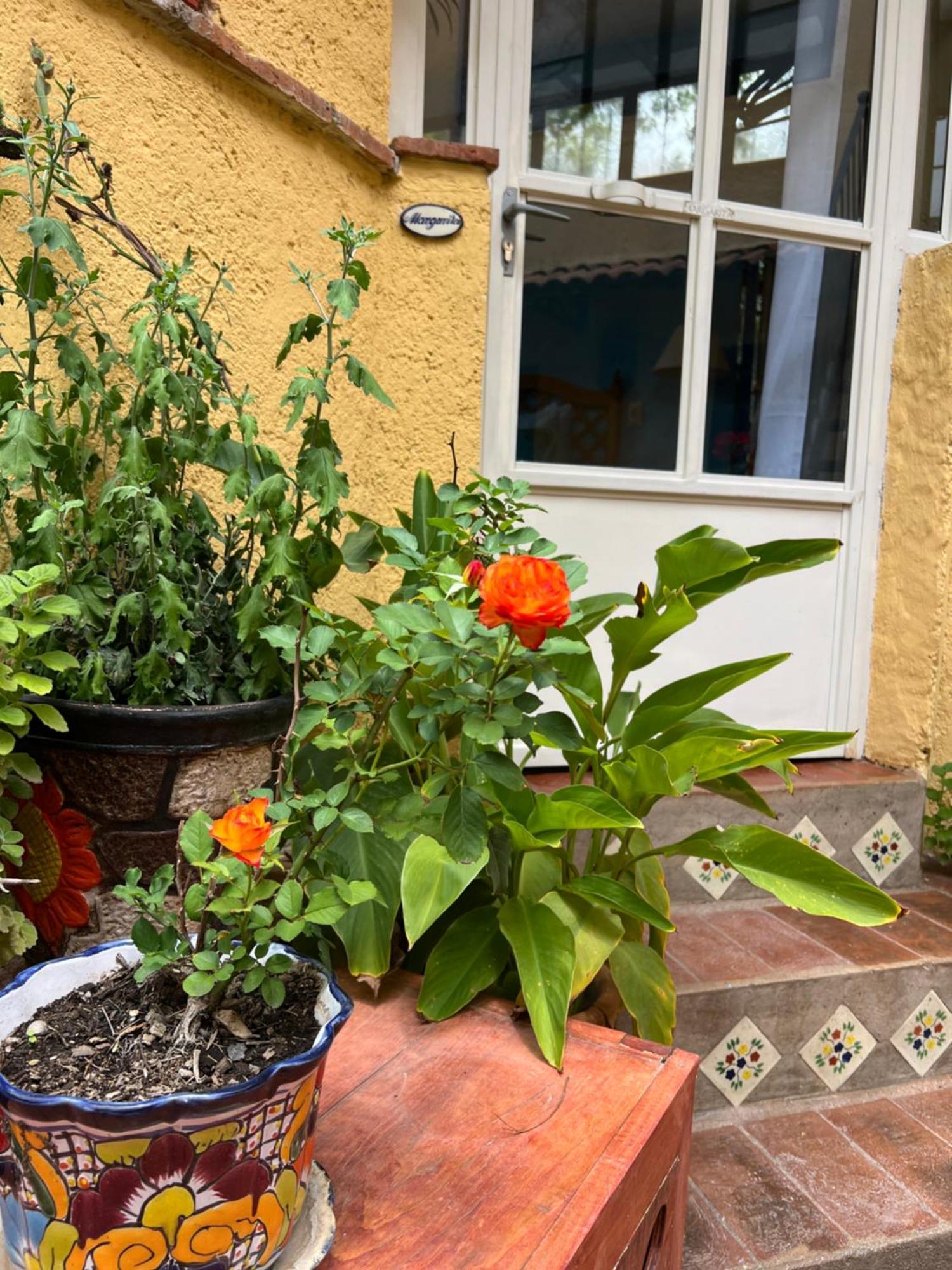 Boutique Hotel Casa Camellia San Miguel de Allende Exteriör bild